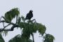 Amazonas06 - 077 * Black-headed Caracara.